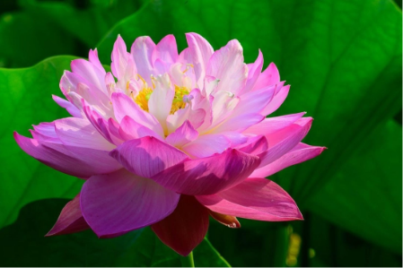 rose-lotus